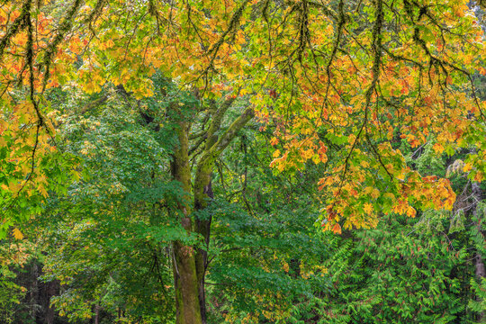 USA, Washington State, Seabeck. Bigleaf maple tree in fall.