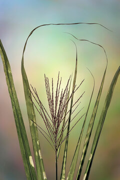 USA, Washington State, Seabeck. Close-up of zebra grass.