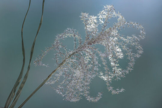 USA, Washington State, Seabeck. Zebra grass dry seed head.