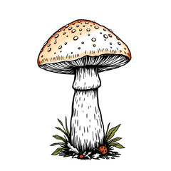 Vector icon hand-drawn detailed whole morel mushroom isolated on a white background