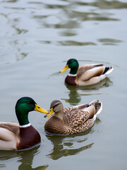 Three mallard ducks swim in water outdoor in china. The males have a green head and neck while the female has mainly brown-speckled plumage.