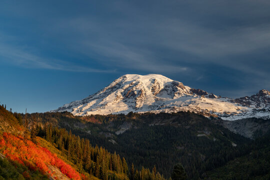 Autumn huckleberry bushes and Mount Rainier n Mount Rainier National Park, Washington State, USA