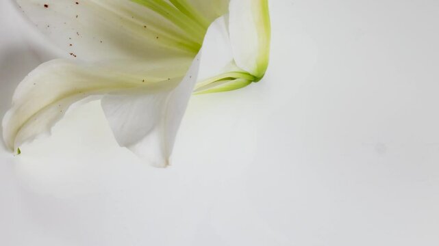 Time-Lapse of White Lily Blooming