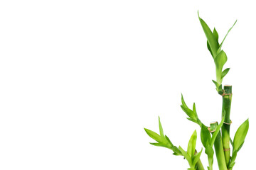 bamboo leaves with empty space isolated on white