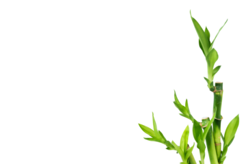 bamboo leaves with empty space isolated on white