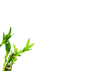 bamboo leaves with empty space isolated on white
