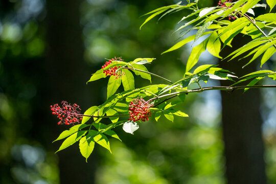 Issaquah, Washington State, USA. Branch of a Red Elderberry tree with half-eaten berries.