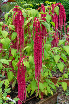 Bellevue, Washington State, USA. Decorative amaranth plant in bloom.