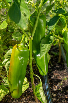 Issaquah, Washington State, USA. Anaheim pepper on the vine.