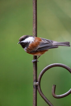 Issaquah, Washington State, USA. Chestnut-backed chickadee perched on a decorative metal trellis
