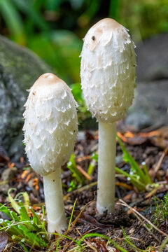Issaquah, Washington State, USA. Close-up of two shaggy mane edible mushrooms growing on a lawn.