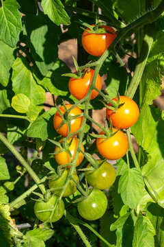 Issaquah, Washington State, USA. Close-up of sungold tomatoes at various stages of ripeness.
