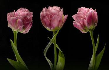 Triptych of Elegant Pink Tulips on Black Background – Botanical Fine Art
