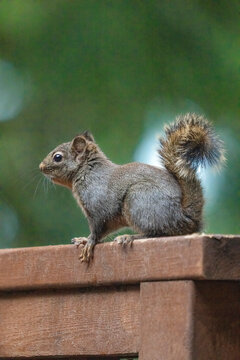 Issaquah, Washington State, USA. Douglas squirrel perched on a cedar wood railing on a deck