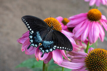 Woodland Park Zoo, Seattle, Washington. Spicebush butterfly on Coneflower Magnus flowers.