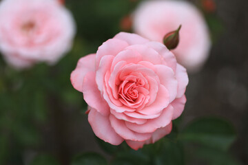 Bremerton, Washington State. Pink rose in garden.