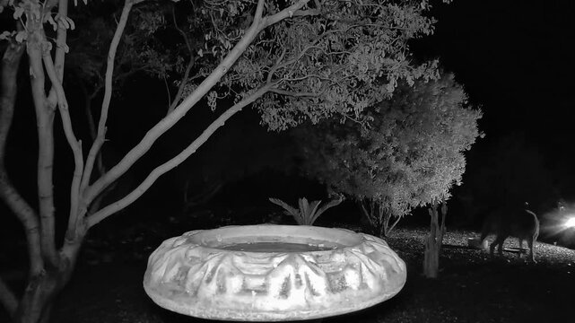 Trail cam video showing two coyotes urinating into their water bowl