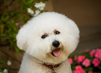 Well-groomed, clean, white Bichon Frise dog with garden flowers in the background. 