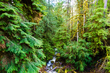 Fototapeta premium Little River, Olympic National Forest, Port Angeles, Washington State, USA