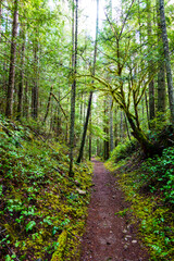 Obraz premium Hiking trail in forest, Little River Trail, Olympic National Forest, Port Angeles, Washington