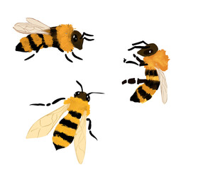 illustration of three honey bees illustrated on white 