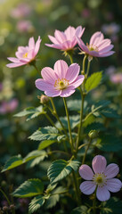Fototapeta premium Delicate pink flowers bathed in warm sunlight gently sway. AI Generated