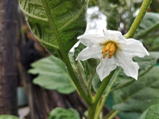 Close up of eggplant flower blossom in outdoor garden  organic farm plant