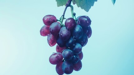 Fototapeta premium Closeup fresh red and purple grapes with water drops