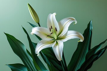 Fototapeta premium Beautiful White Lily Flower on Light Jade Green Background