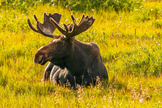 USA, Wyoming, Medicine Bow National Forest. Bull moose resting in field. - Powered by Adobe