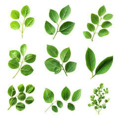 Obraz premium Display of fresh moringa leaves showcasing their unique shapes and textures for medicinal uses, Moringa leaves have medicinal propertiesisolated on Transparent background