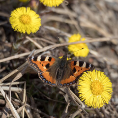 bright butterfly on flowers in spring