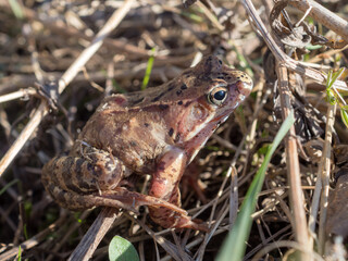 portrait of a frog in the grass close up