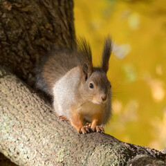 portrait of a squirrel on a tree in autumn