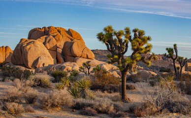 Joshua Trees and rock formations at Joshua Tree National Park during a beautiful sunrise.