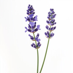 Naklejka premium Isolated purple lavender sprig on plain white background, perfect for floral, nature, and aromatic-themed designs, as well as wellness and botanical visuals.