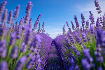 Radiant Lavender Field Under Clear Azure Sky in Spring Garden