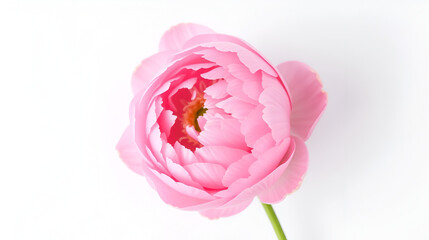 Light pink peony isolated on white background.