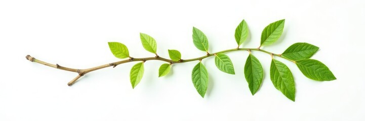 A single branch with a few isolated leaves and twigs on a white background, nature, plant