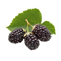 Fototapeta premium Mulberry berry with leaves displayed on a Transparent background showcasing its natural beauty, Mulberry berry isolated on PNG background