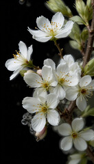 Obraz premium Delicate white blossoms softly illuminated against dark background. AI Generated