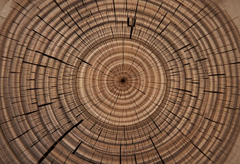 Celebrating Arbor Day through the beauty of tree rings and nature's story of growth and life