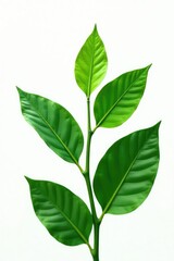 Large green leaves isolated in plain white space, flower, , botanical