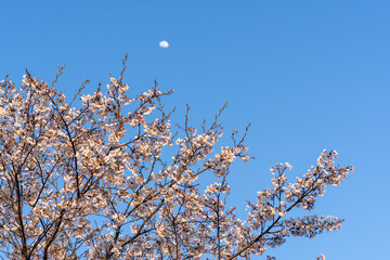 桜咲く季節