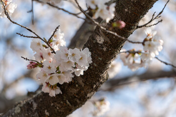 桜咲く季節