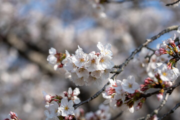 桜咲く季節