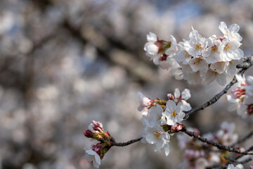 桜咲く季節