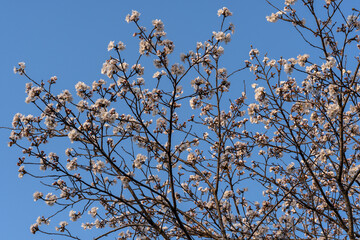 桜咲く季節