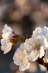 桜咲く季節