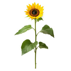 Bright sunflower standing tall with green leaves against a clean Transparent background, single sunflower with green leaves on a PNG background